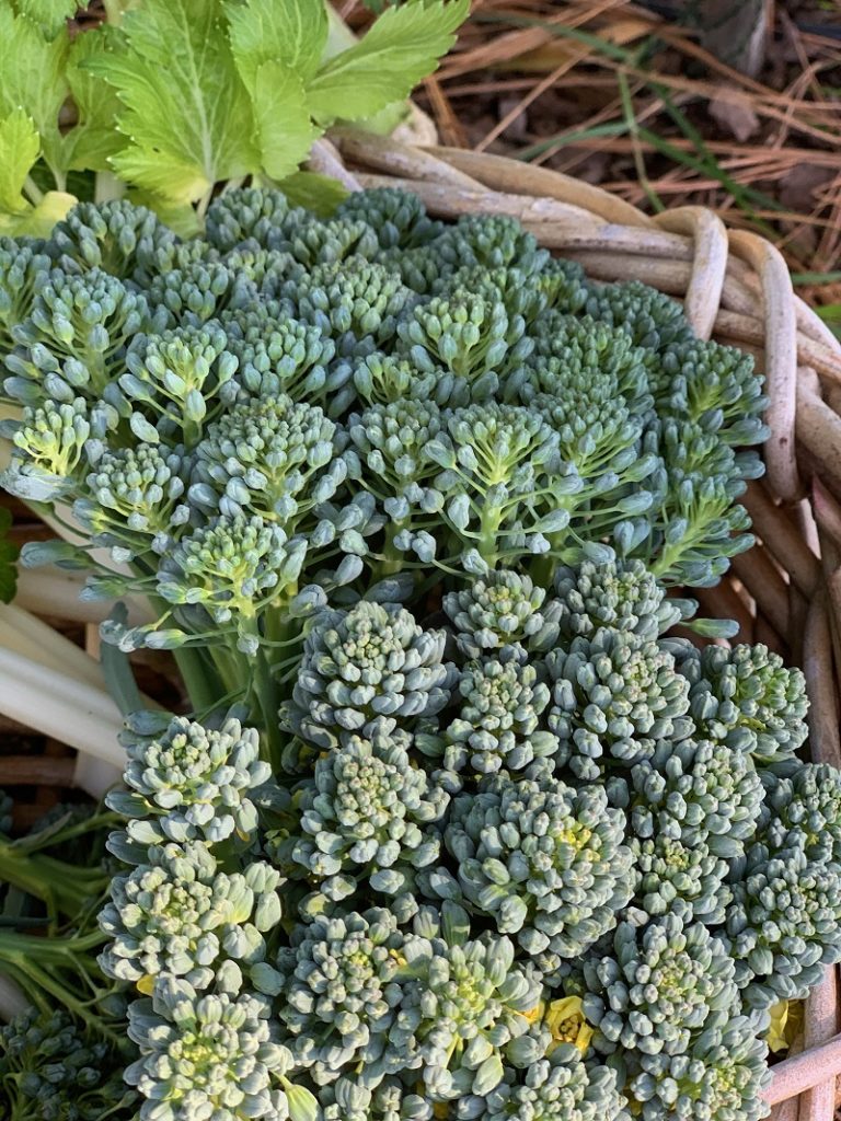 Broccoli starting to bolt