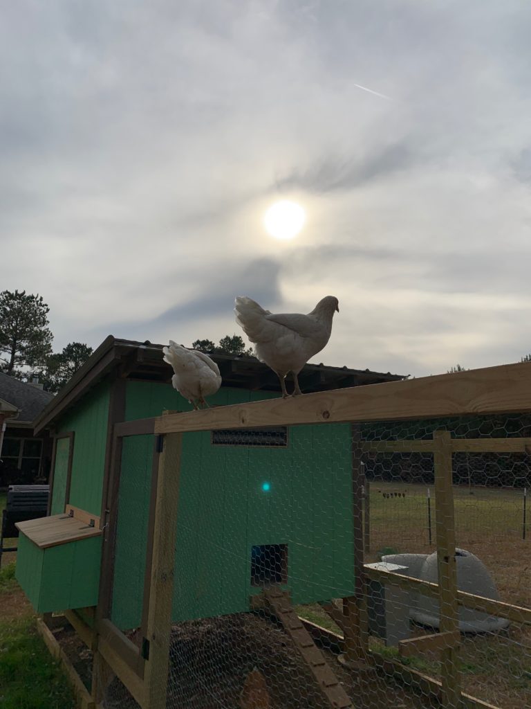 chickens perched on top of chicken coop