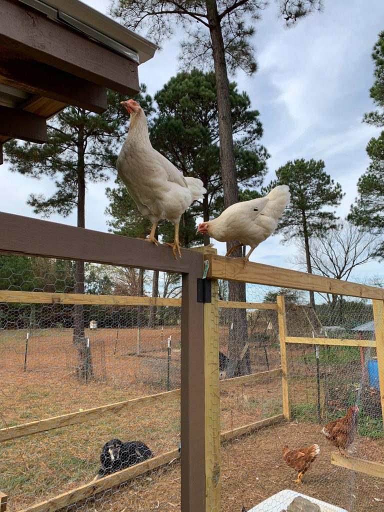 Chickens perched on top of coop