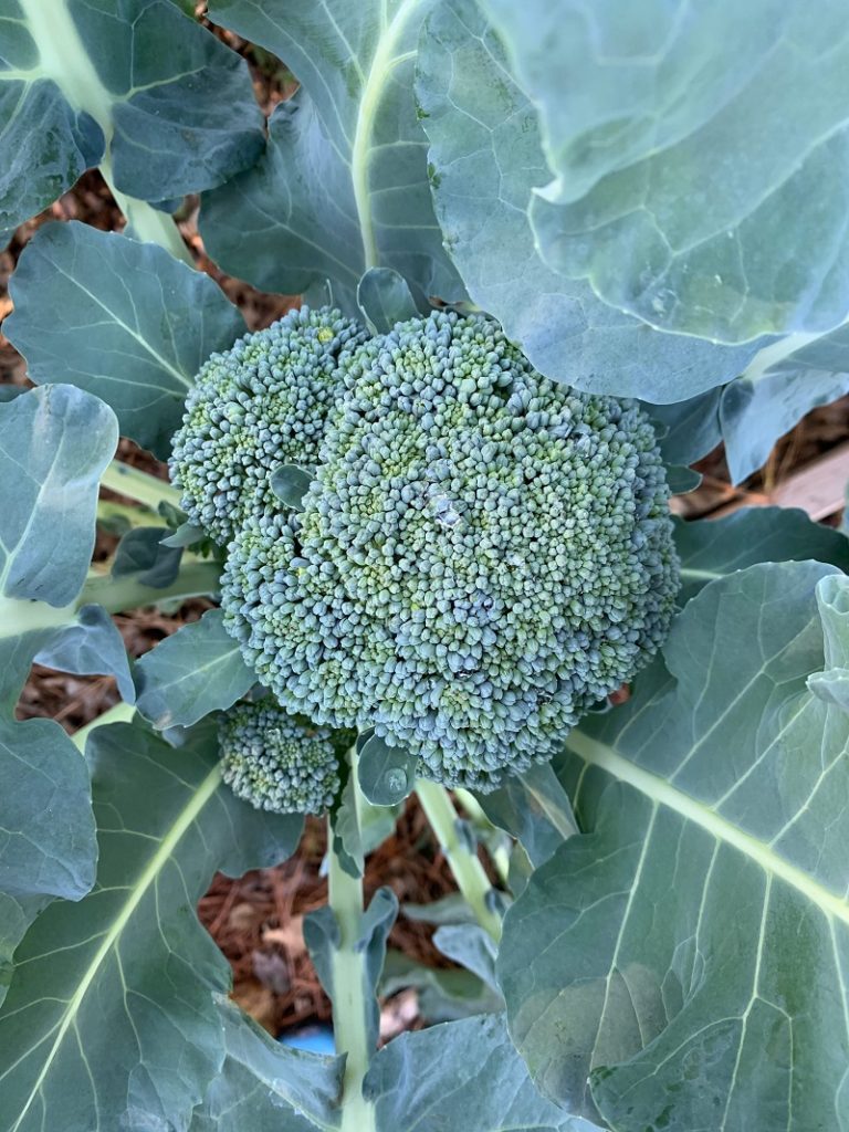 Healthy broccoli head