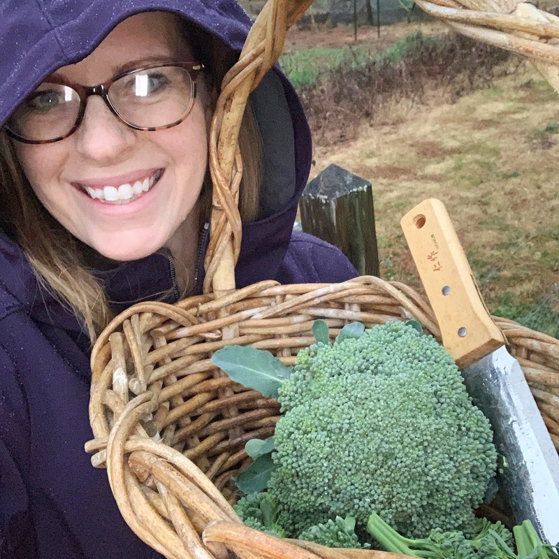 Harvesting broccoli
