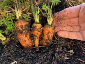 small carrots not thinned