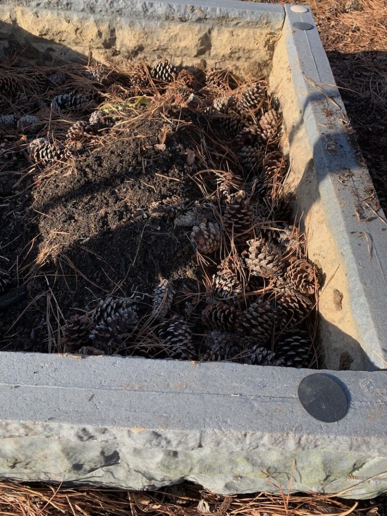 raised bed filled with sticks and pinecones