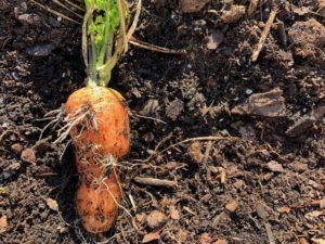 hairy carrot roots
