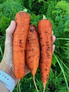 large carrots properly thinned
