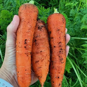 10 Carrot Growing Problems and How to Prevent Them