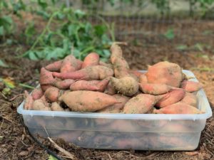 box of sweet potatoes after harvest