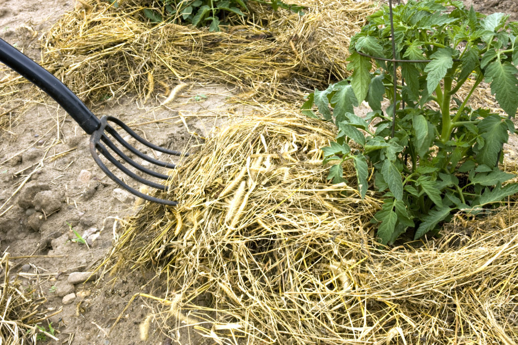 hay used as mulch around tomato plant