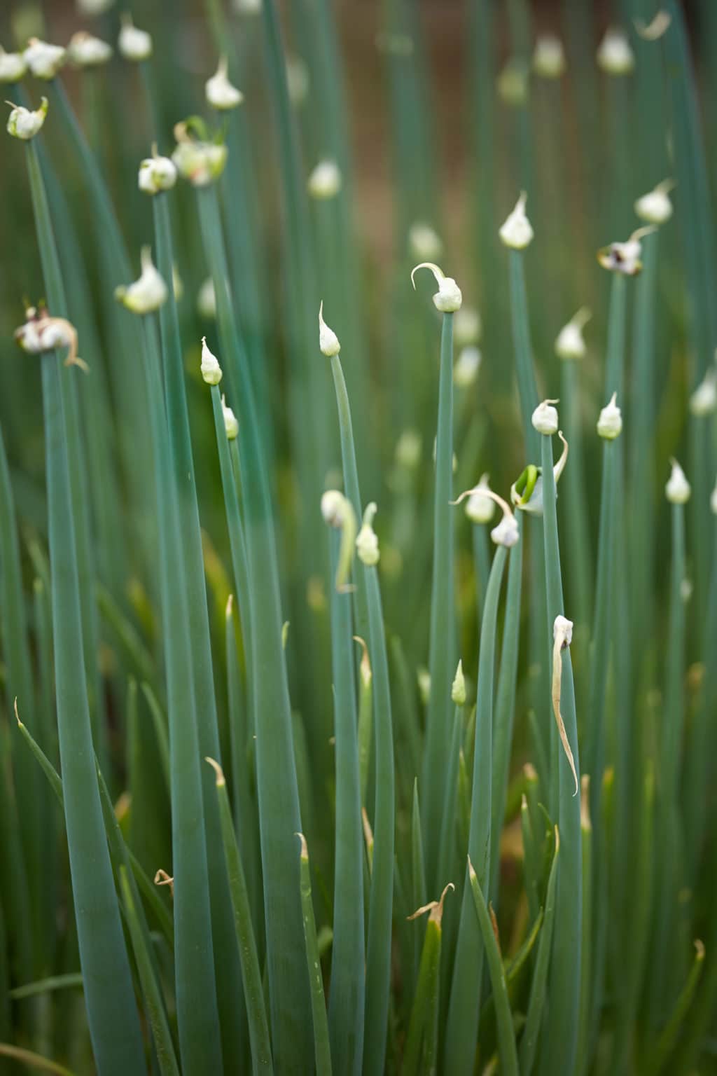 10 Onion Growing Problems and How to Prevent Them The Beginner's Garden