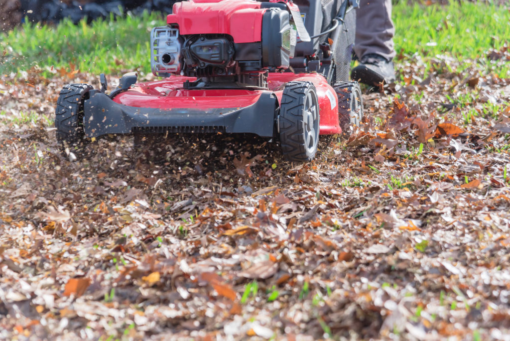 lawnmower used to shred dead leaves to use as mulch