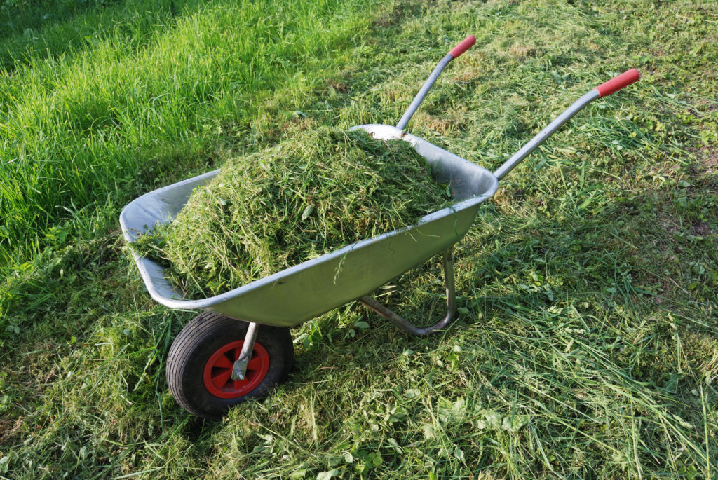 grass clippings ready to be used as mulch