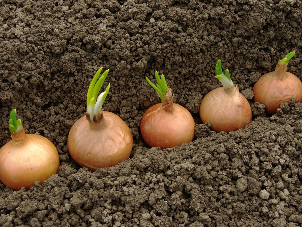 onion sets ready to plant for green onions
