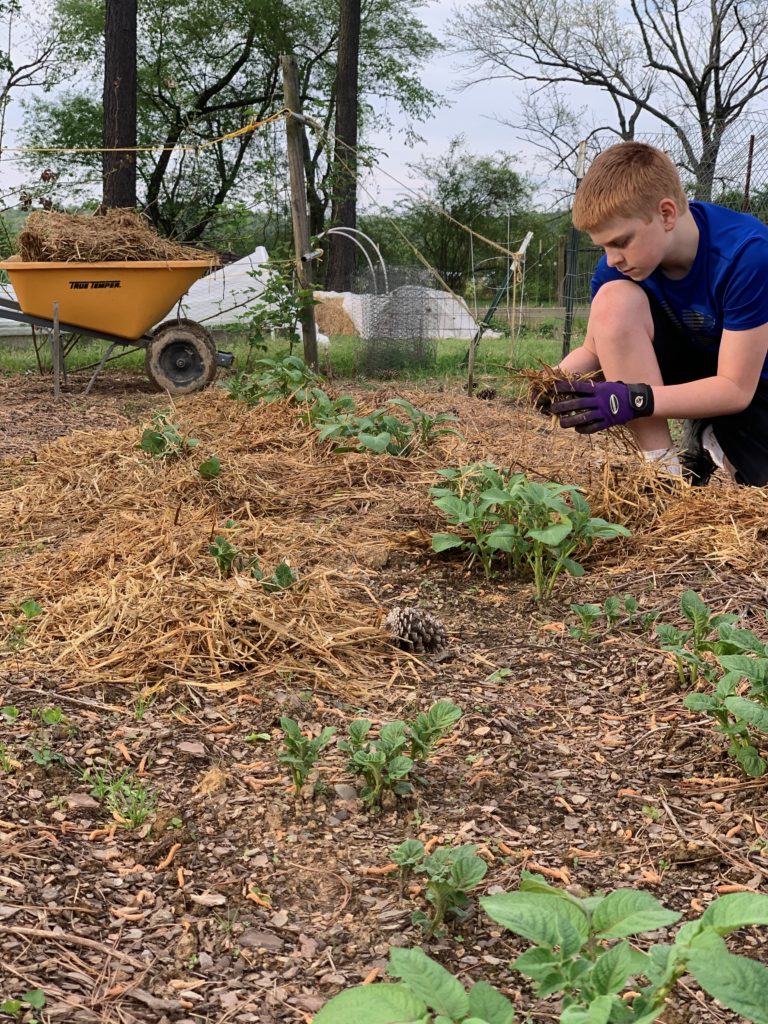 boy applying straw mulch to garden