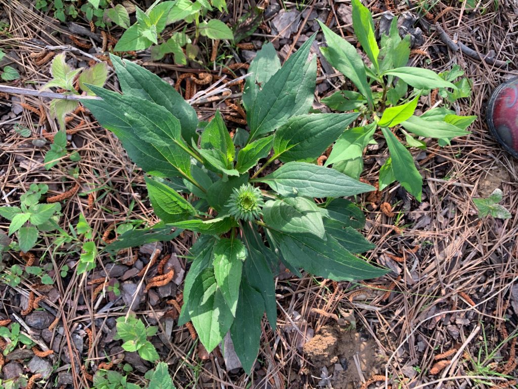 weed coming up through thin mulch