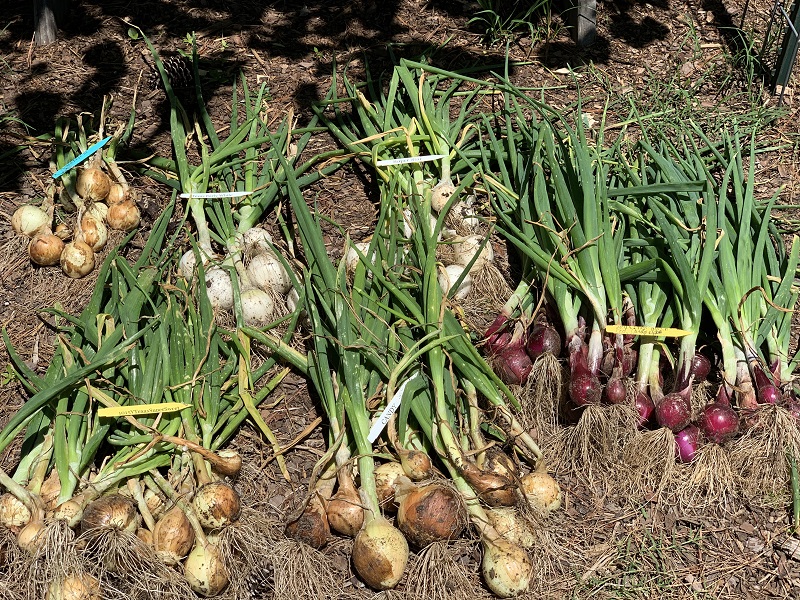 A large variety of onions after harvest