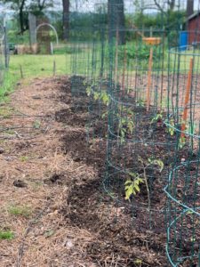 Mulching the Vegetable Garden: Why it’s essential and how to do it