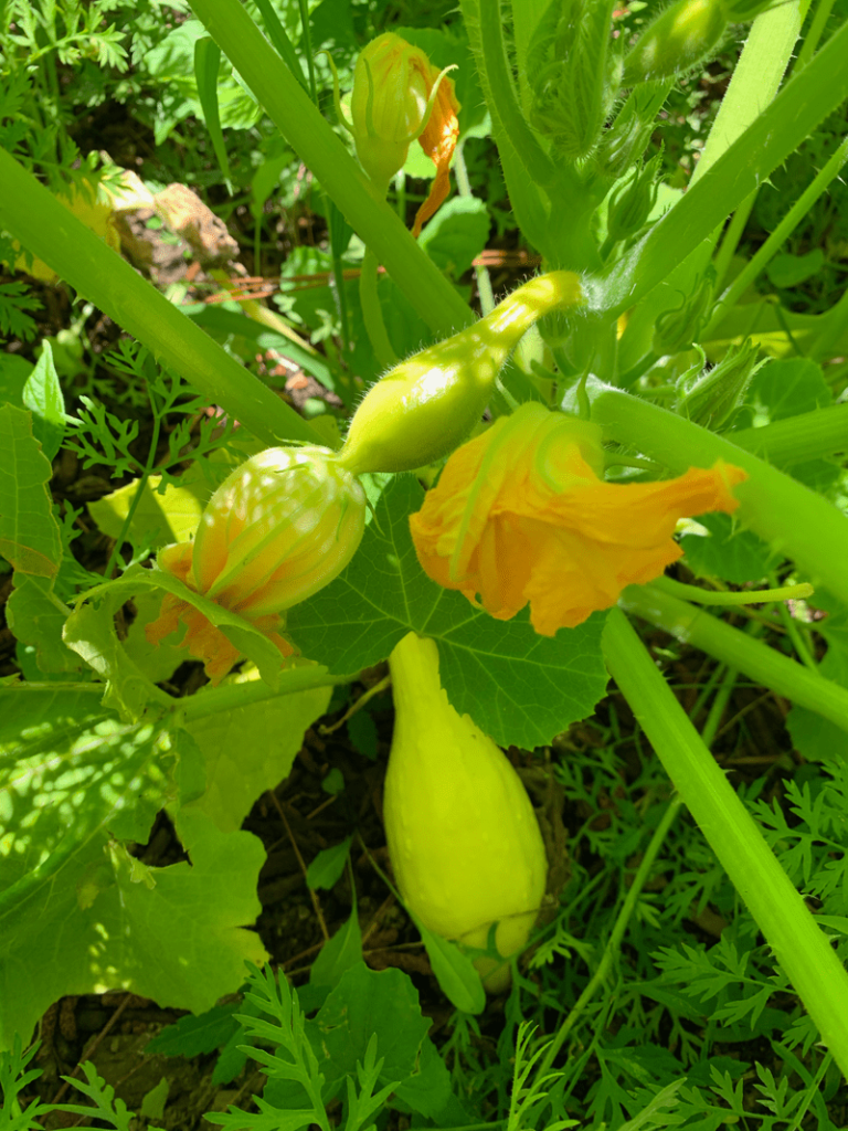 female squash flower and squash on plant