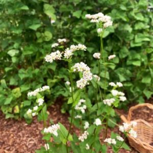 How to Use Buckwheat as a Summer Cover Crop