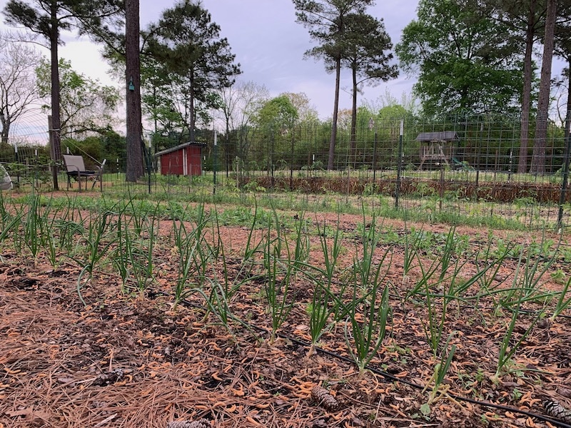 onions in ground bed