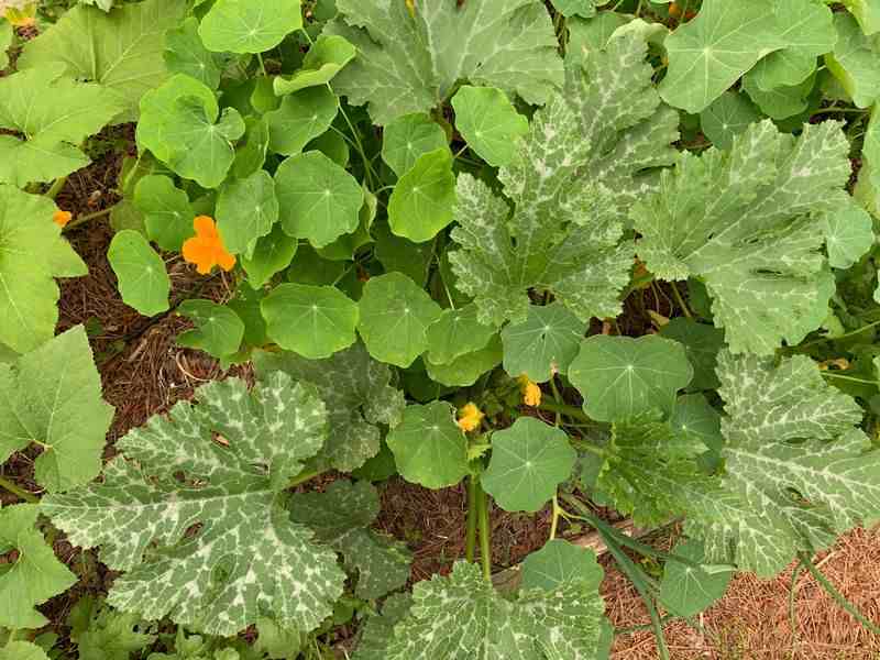 nasturtium as companion plant for squash