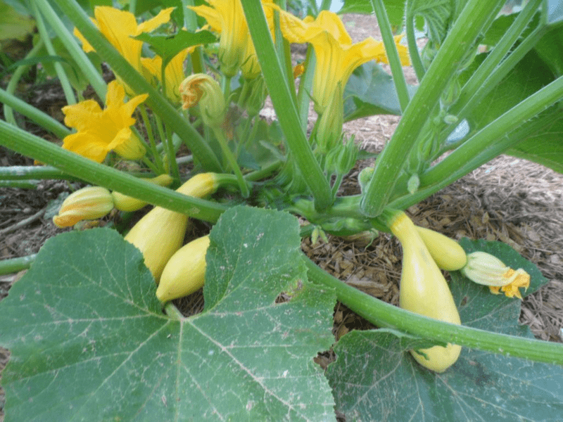 squash plant