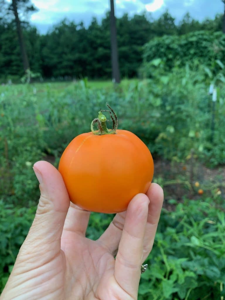 Ripe tomato picked from the garden