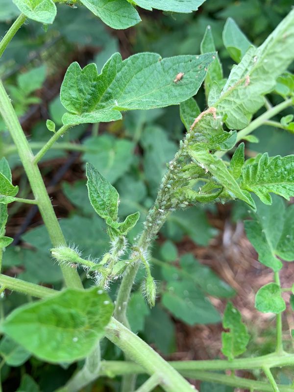 aphids on tomatoes