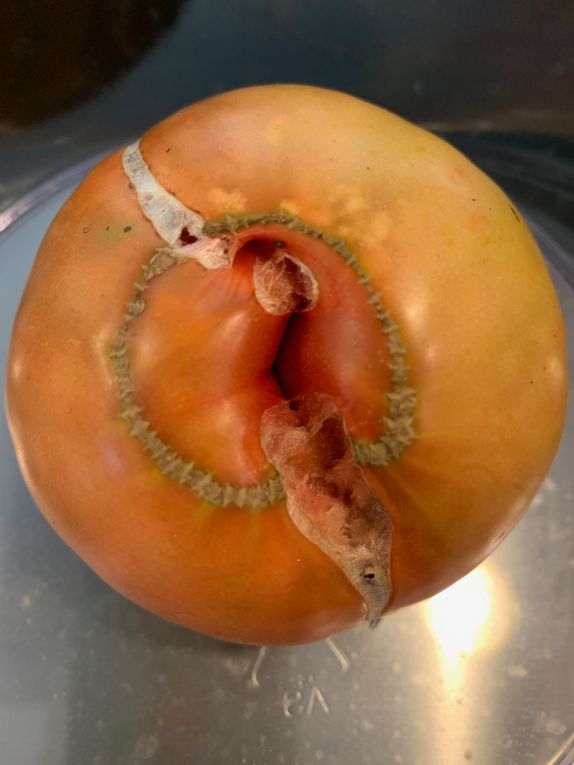 tomato catfacing