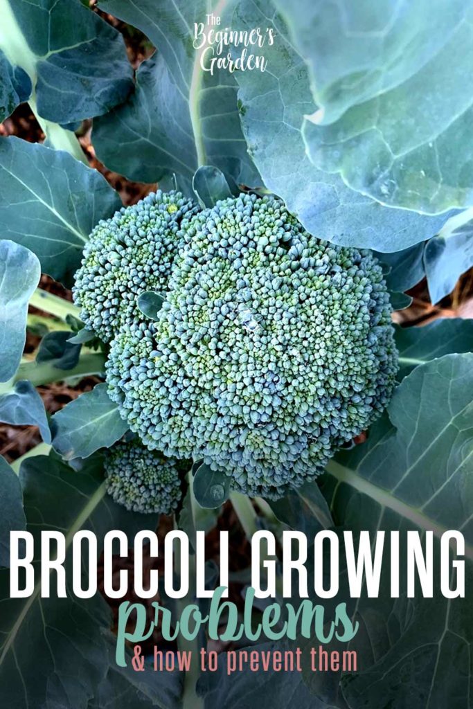broccoli growing problems