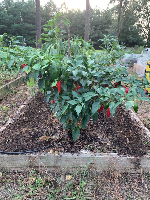 staking jalapeno peppers