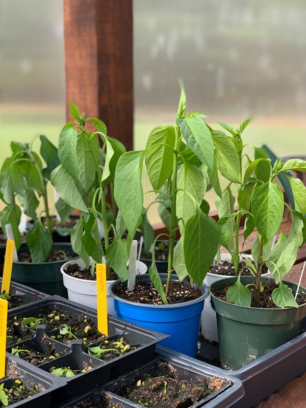 wilting peppers in greenhouse