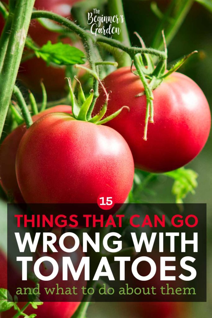 15 things that can go wrong with tomatoes