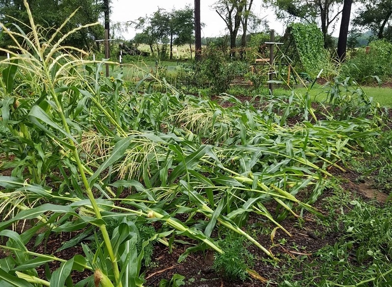 Cornstalks blown over from strong winds