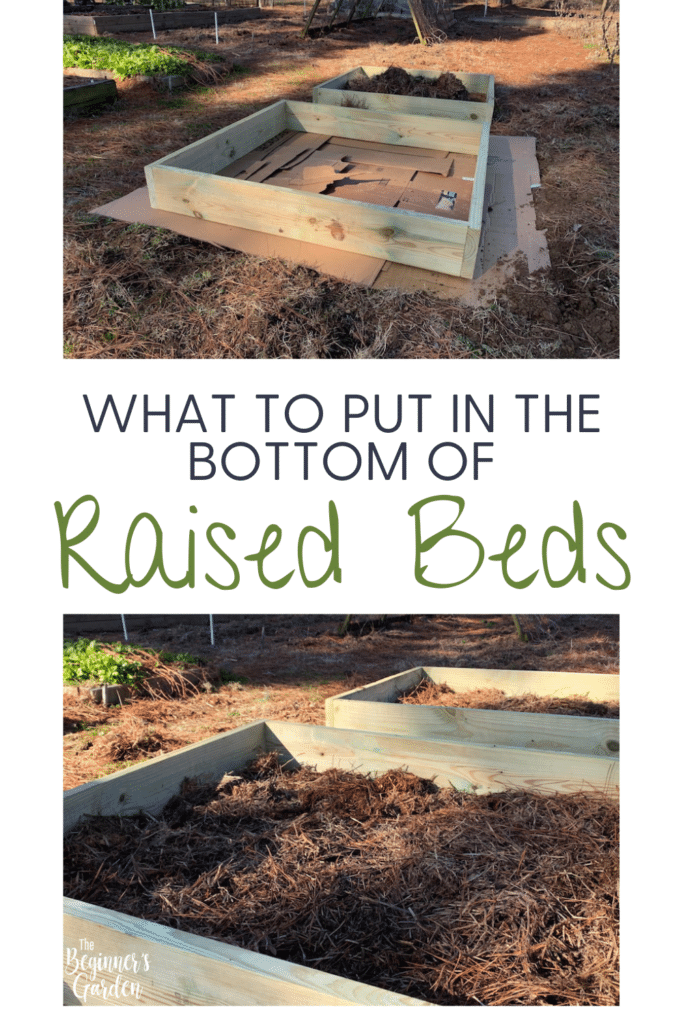 cardboard and pine needles in the bottom of raised beds