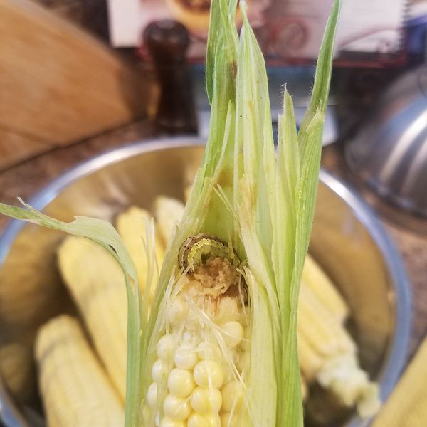 corn earworm eating tip of corn ear