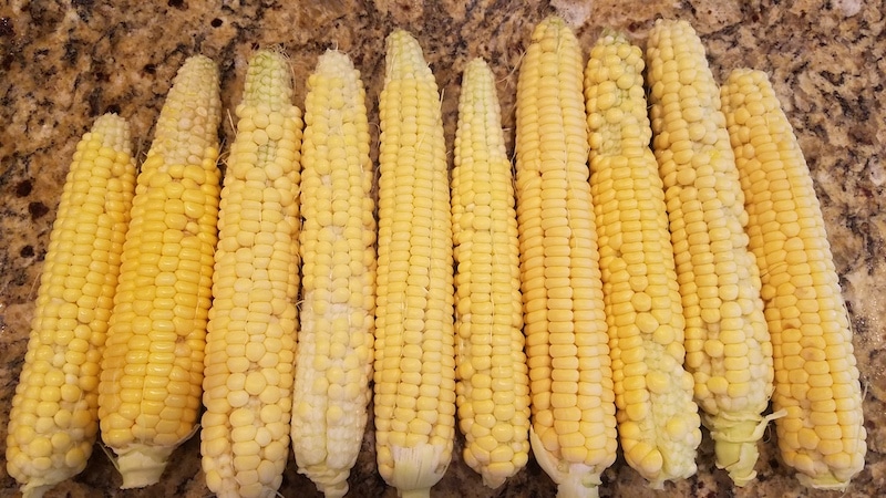corn ears missing kernels