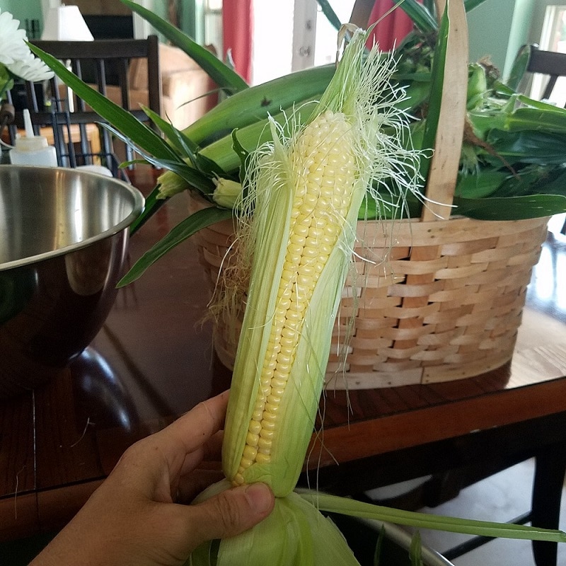 an ear of corn with stalk still on