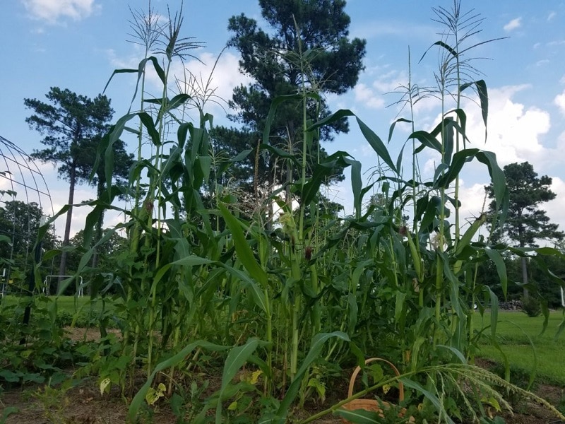 corn ready for harvest