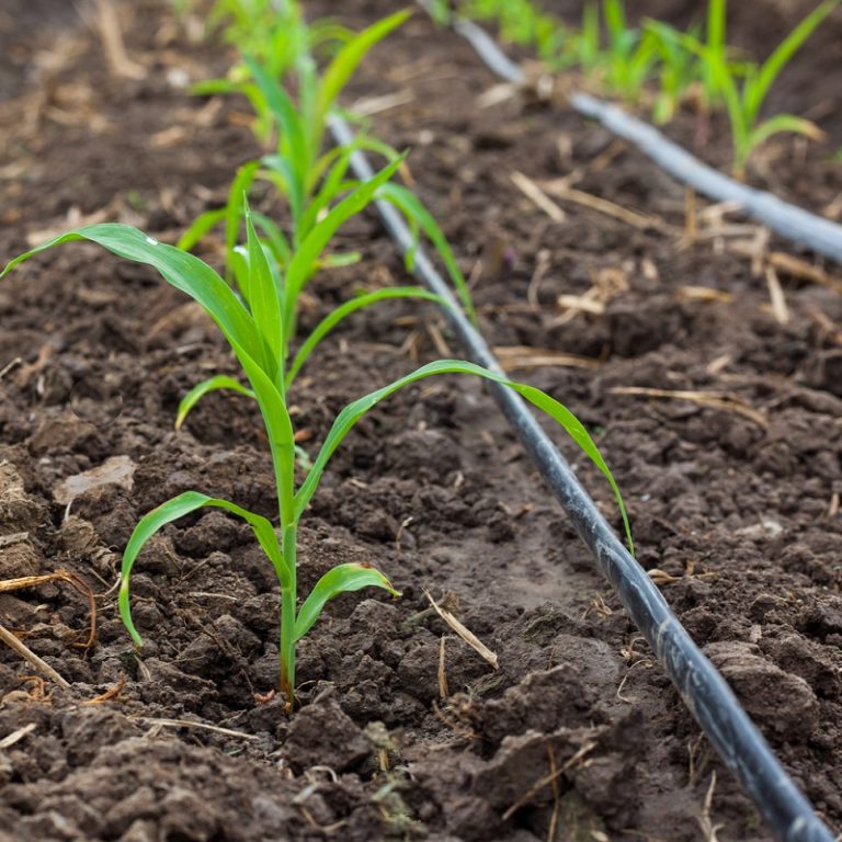 Garden Irrigation Best Practices with Joe Lamp’l