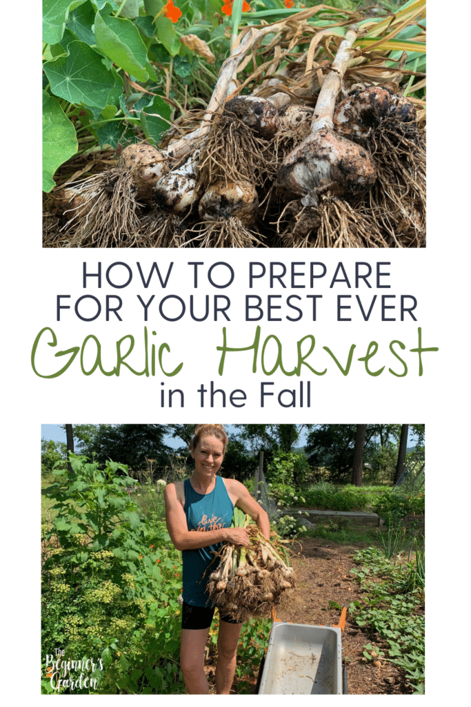 How to Prepare for your best garlic harvest in the fall