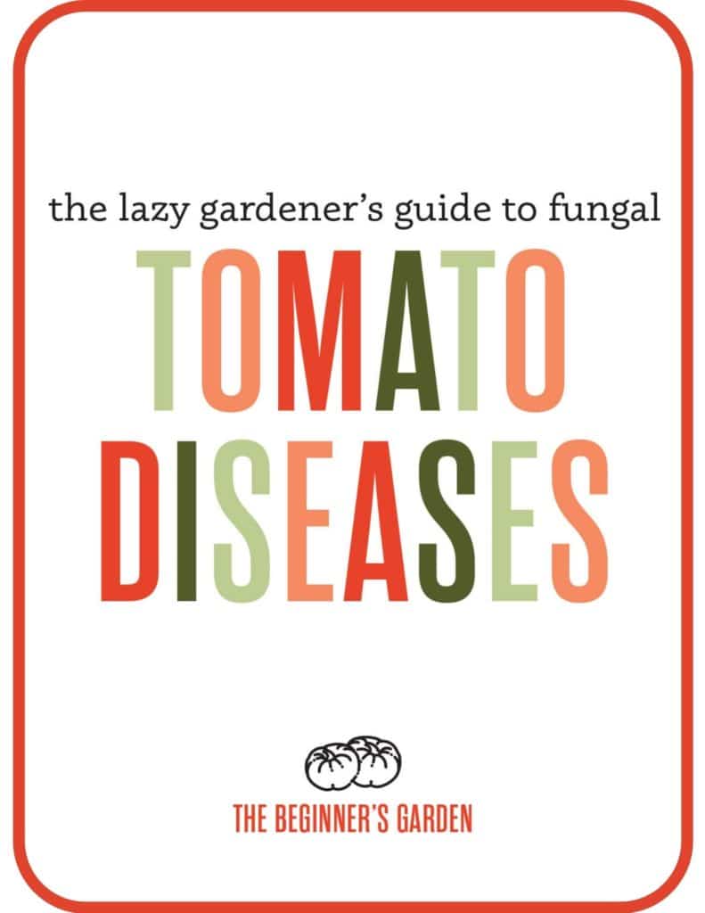 fungal tomato disease download