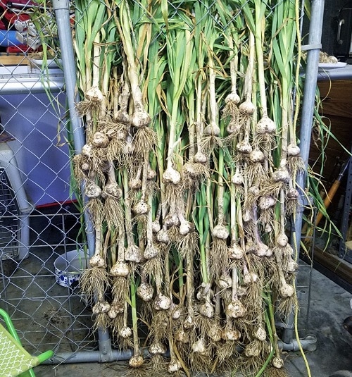 Garlic hanging on a chain link fence for during curing process.