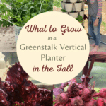 what to plant in the Greenstalk planter in the fall
