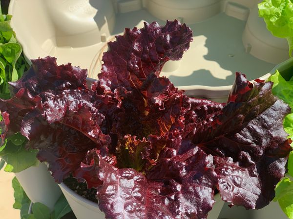 merlot lettuce in planter