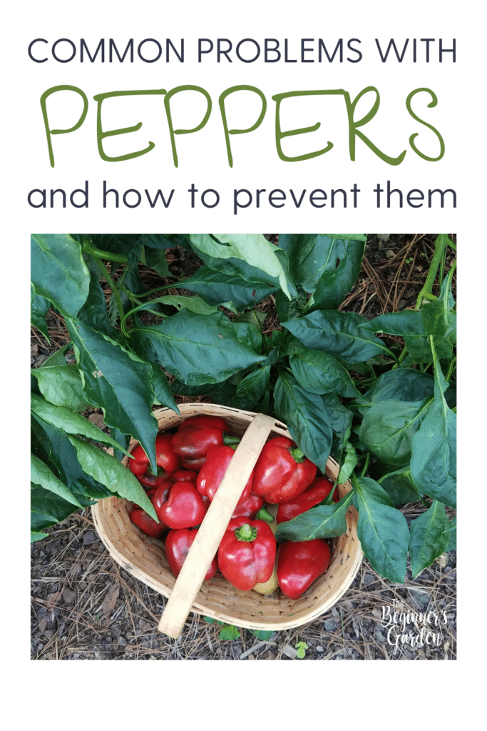 common problems with peppers