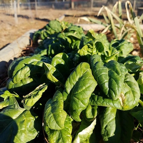 mature spinach plant