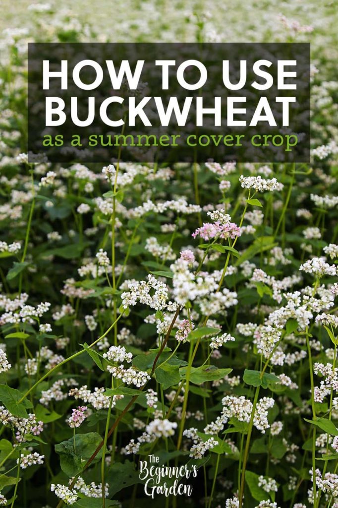 buckwheat growing in garden