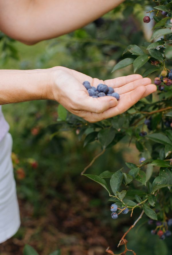 fresh picked blueberries in a gardener's hand