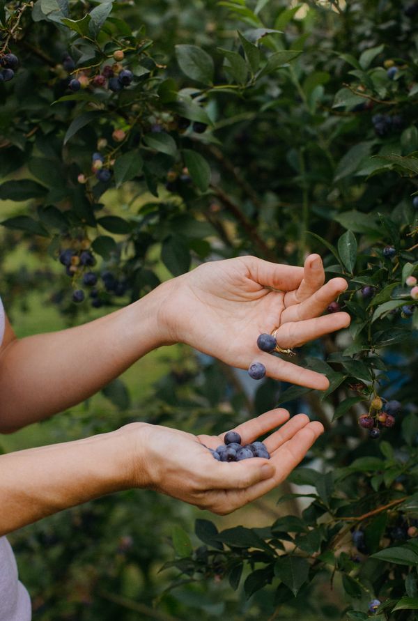 blueberries in hands