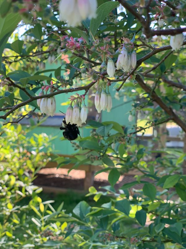 bumblebee on blueberry blossom